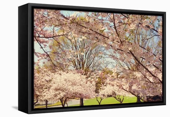 Blossom Beauty II-Kathy Mansfield-Framed Stretched Canvas