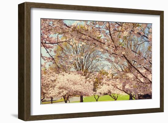 Blossom Beauty II-Kathy Mansfield-Framed Photographic Print