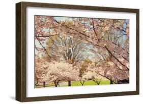 Blossom Beauty II-Kathy Mansfield-Framed Photographic Print