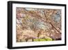 Blossom Beauty II-Kathy Mansfield-Framed Photographic Print