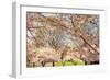 Blossom Beauty II-Kathy Mansfield-Framed Photographic Print