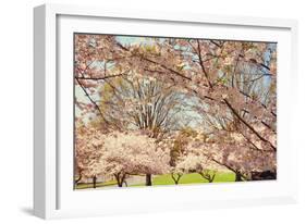 Blossom Beauty II-Kathy Mansfield-Framed Photographic Print