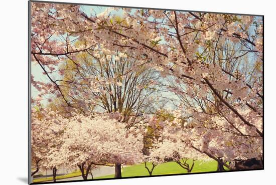 Blossom Beauty II-Kathy Mansfield-Mounted Photographic Print