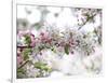 Blossom Beauty-Assaf Frank-Framed Giclee Print