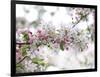 Blossom Beauty-Assaf Frank-Framed Giclee Print