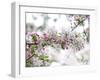 Blossom Beauty-Assaf Frank-Framed Giclee Print