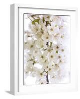 Blossom Bundle-Assaf Frank-Framed Giclee Print