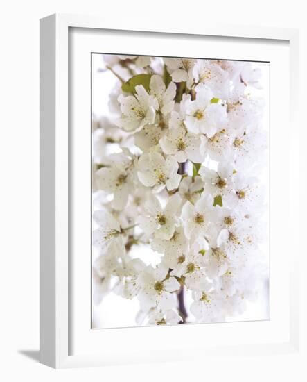 Blossom Bundle-Assaf Frank-Framed Giclee Print