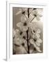 Blossom Cluster-Assaf Frank-Framed Giclee Print