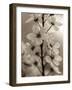 Blossom Cluster-Assaf Frank-Framed Giclee Print