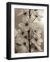 Blossom Cluster-Assaf Frank-Framed Giclee Print