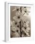 Blossom Cluster-Assaf Frank-Framed Giclee Print