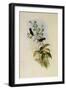 Blossom Crown, Adelomyia Floriceps-John Gould-Framed Giclee Print