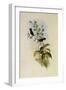 Blossom Crown, Adelomyia Floriceps-John Gould-Framed Giclee Print