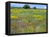 Blossom in a Field, Siena Province, Tuscany, Italy-Nico Tondini-Framed Stretched Canvas