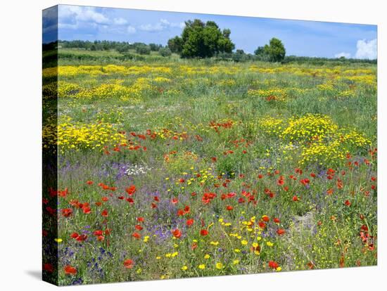 Blossom in a Field, Siena Province, Tuscany, Italy-Nico Tondini-Stretched Canvas