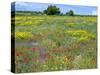 Blossom in a Field, Siena Province, Tuscany, Italy-Nico Tondini-Stretched Canvas