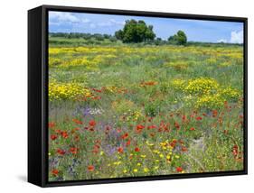 Blossom in a Field, Siena Province, Tuscany, Italy-Nico Tondini-Framed Stretched Canvas