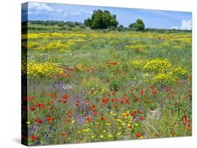 Blossom in a Field, Siena Province, Tuscany, Italy-Nico Tondini-Stretched Canvas