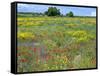 Blossom in a Field, Siena Province, Tuscany, Italy-Nico Tondini-Framed Stretched Canvas