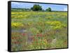 Blossom in a Field, Siena Province, Tuscany, Italy-Nico Tondini-Framed Stretched Canvas