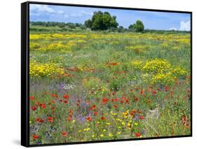 Blossom in a Field, Siena Province, Tuscany, Italy-Nico Tondini-Framed Stretched Canvas