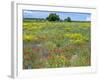 Blossom in a Field, Siena Province, Tuscany, Italy-Nico Tondini-Framed Premium Photographic Print