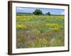 Blossom in a Field, Siena Province, Tuscany, Italy-Nico Tondini-Framed Premium Photographic Print