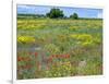 Blossom in a Field, Siena Province, Tuscany, Italy-Nico Tondini-Framed Premium Photographic Print