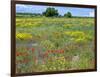 Blossom in a Field, Siena Province, Tuscany, Italy-Nico Tondini-Framed Premium Photographic Print