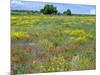 Blossom in a Field, Siena Province, Tuscany, Italy-Nico Tondini-Mounted Premium Photographic Print