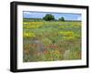 Blossom in a Field, Siena Province, Tuscany, Italy-Nico Tondini-Framed Photographic Print