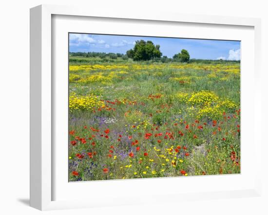 Blossom in a Field, Siena Province, Tuscany, Italy-Nico Tondini-Framed Photographic Print