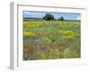 Blossom in a Field, Siena Province, Tuscany, Italy-Nico Tondini-Framed Photographic Print