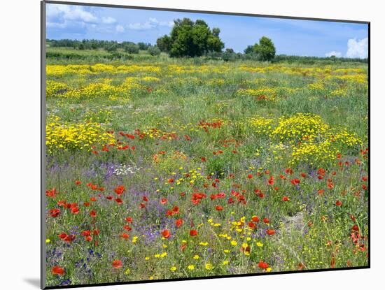 Blossom in a Field, Siena Province, Tuscany, Italy-Nico Tondini-Mounted Photographic Print