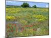 Blossom in a Field, Siena Province, Tuscany, Italy-Nico Tondini-Mounted Photographic Print