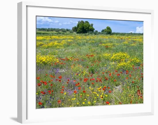 Blossom in a Field, Siena Province, Tuscany, Italy-Nico Tondini-Framed Photographic Print