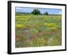 Blossom in a Field, Siena Province, Tuscany, Italy-Nico Tondini-Framed Photographic Print