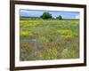 Blossom in a Field, Siena Province, Tuscany, Italy-Nico Tondini-Framed Photographic Print