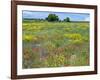 Blossom in a Field, Siena Province, Tuscany, Italy-Nico Tondini-Framed Photographic Print