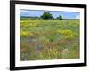 Blossom in a Field, Siena Province, Tuscany, Italy-Nico Tondini-Framed Photographic Print