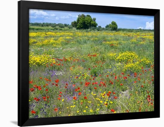 Blossom in a Field, Siena Province, Tuscany, Italy-Nico Tondini-Framed Photographic Print