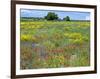 Blossom in a Field, Siena Province, Tuscany, Italy-Nico Tondini-Framed Photographic Print