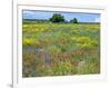 Blossom in a Field, Siena Province, Tuscany, Italy-Nico Tondini-Framed Photographic Print