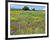 Blossom in a Field, Siena Province, Tuscany, Italy-Nico Tondini-Framed Photographic Print