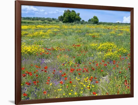 Blossom in a Field, Siena Province, Tuscany, Italy-Nico Tondini-Framed Photographic Print