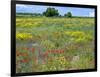 Blossom in a Field, Siena Province, Tuscany, Italy-Nico Tondini-Framed Photographic Print