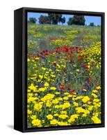 Blossom in a Field, Siena Province, Tuscany, Italy-Nico Tondini-Framed Stretched Canvas