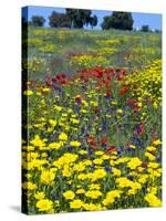 Blossom in a Field, Siena Province, Tuscany, Italy-Nico Tondini-Stretched Canvas