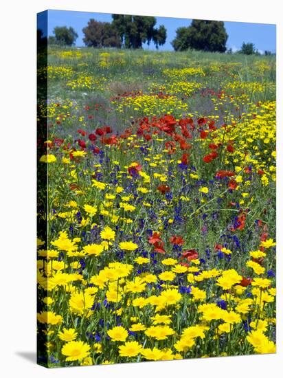 Blossom in a Field, Siena Province, Tuscany, Italy-Nico Tondini-Stretched Canvas